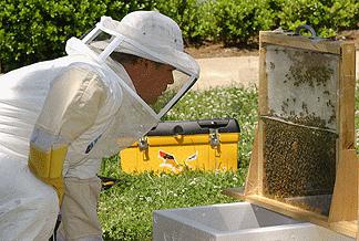 कितने मधुमक्खी प्रकृति में रहते हैं
